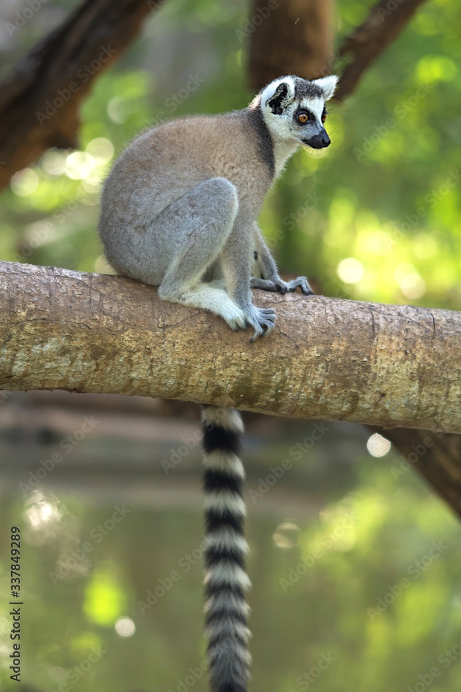 Fototapeta premium Maki