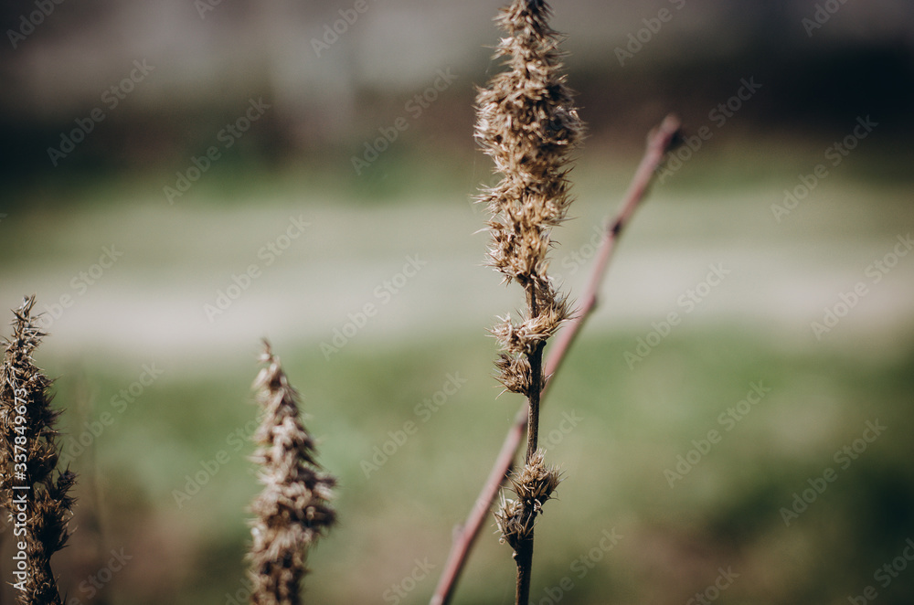 Naklejka premium dry grass in the wind