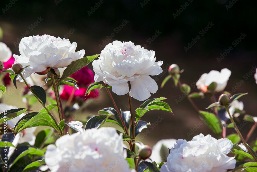 Rosengarten im Frühling Rosengarten im Frühling