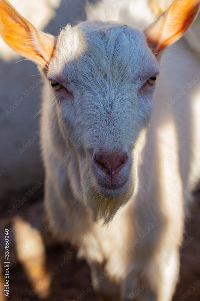 Obraz premium Goat breeding. A young male Goat in a cattle pen. The farming of livestock.