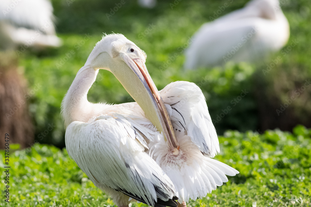 white pelican oiling its fethers white pelican oiling its fethers
