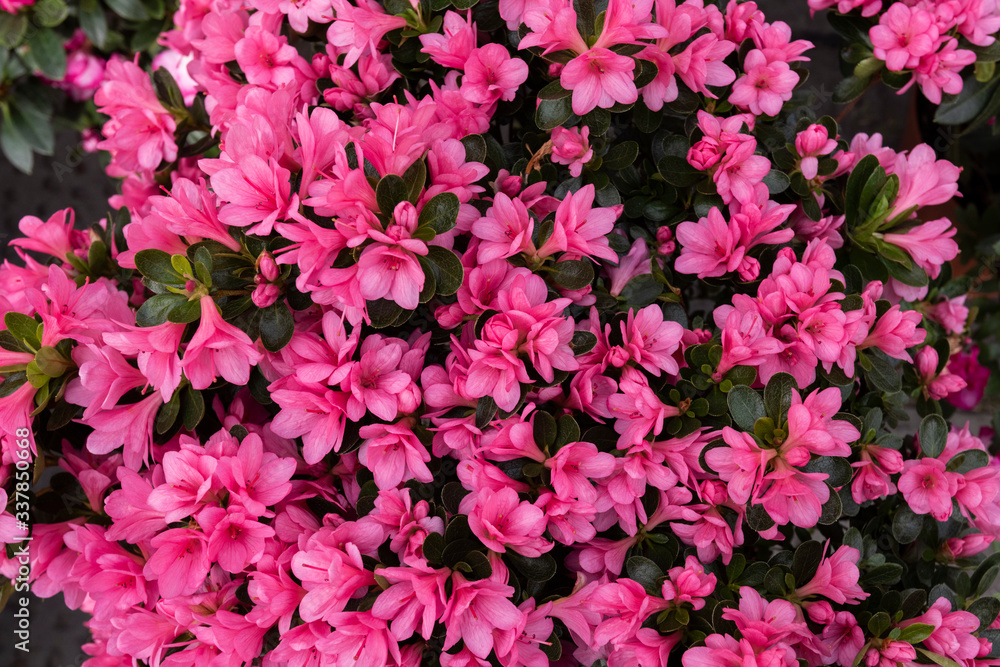 beautiful rhododendron flowers in the garden beautiful rhododendron flowers in the garden