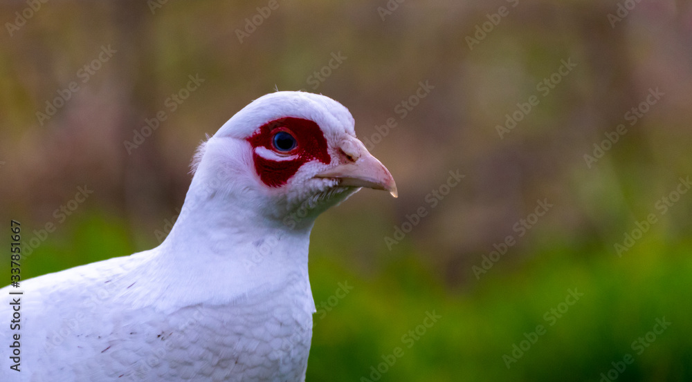 close up of a pigeon close up of a pigeon