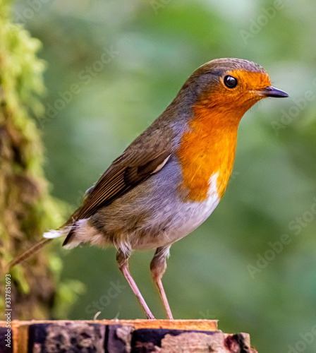 robin on the branch