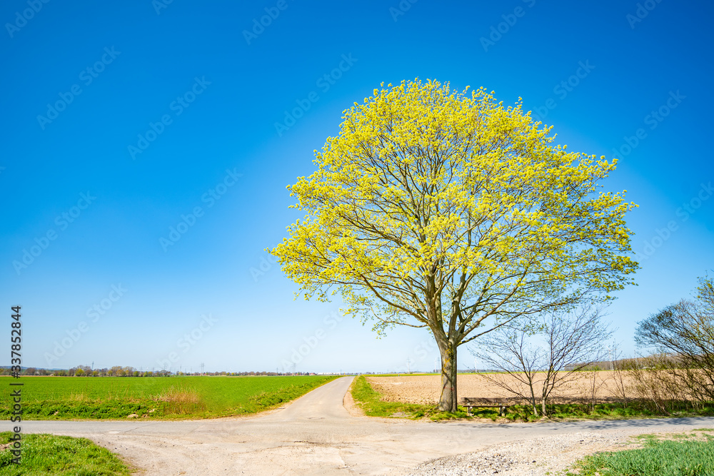 Obraz premium Frühling