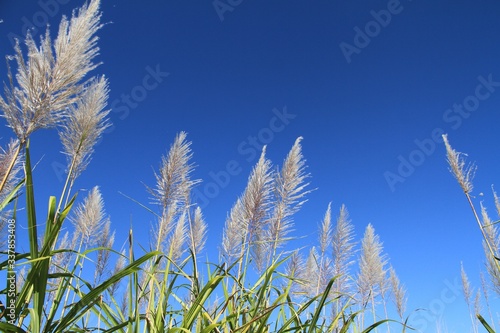 Flower spikes of the Sugar Cane with blue sky background