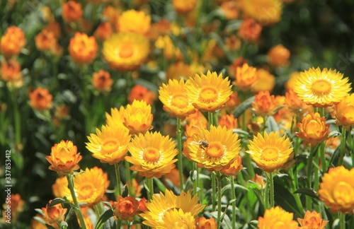 Yellow Paper daisies field of