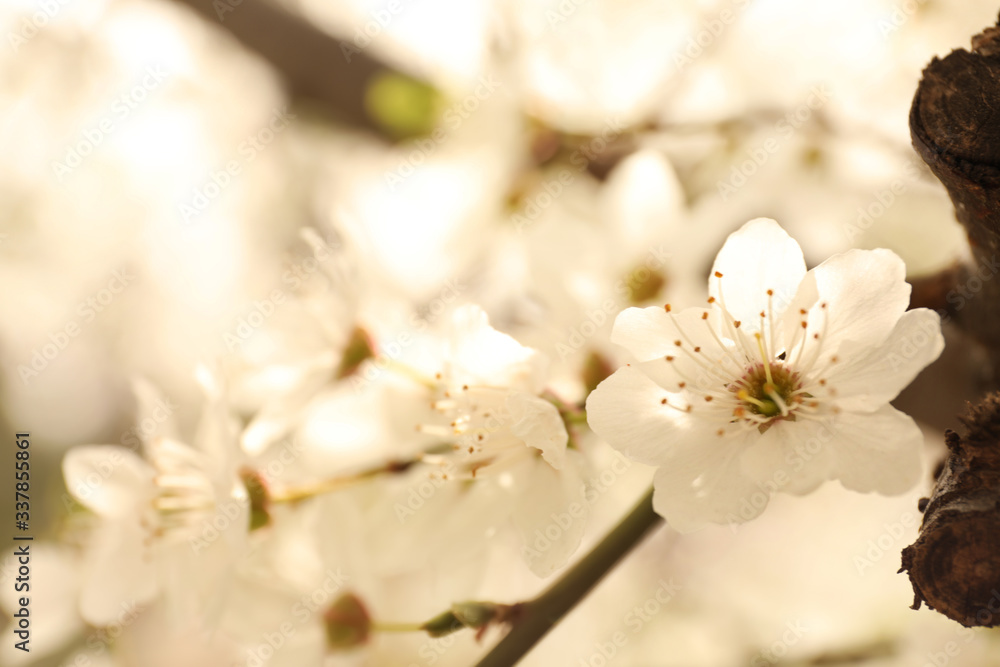 Closeup view of blossoming tree outdoors on spring day Closeup view of blossoming tree outdoors on spring day