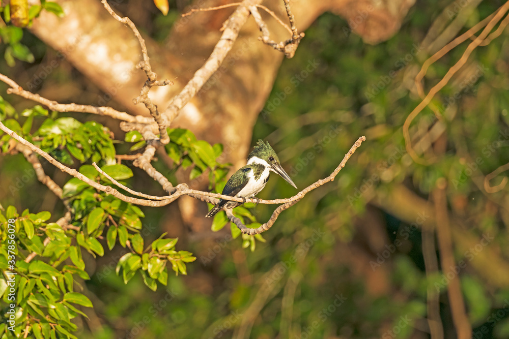 Female Amazon Kingfisher sitting in a Tree