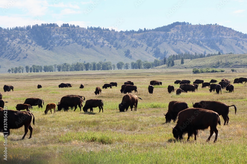 Bison herd