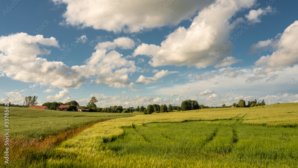 Green fields in spring under a blue sky with white clouds 2