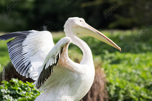 pelican with one wing showing off