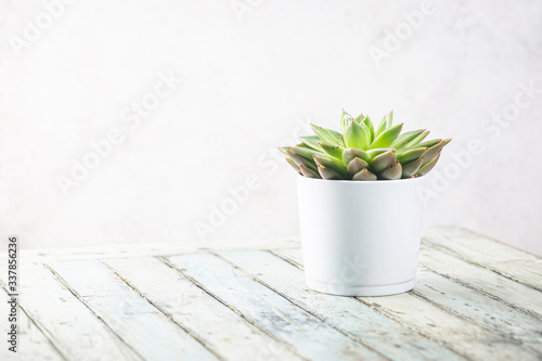 Succulent and cactus plants on white background. Minimal floral composition