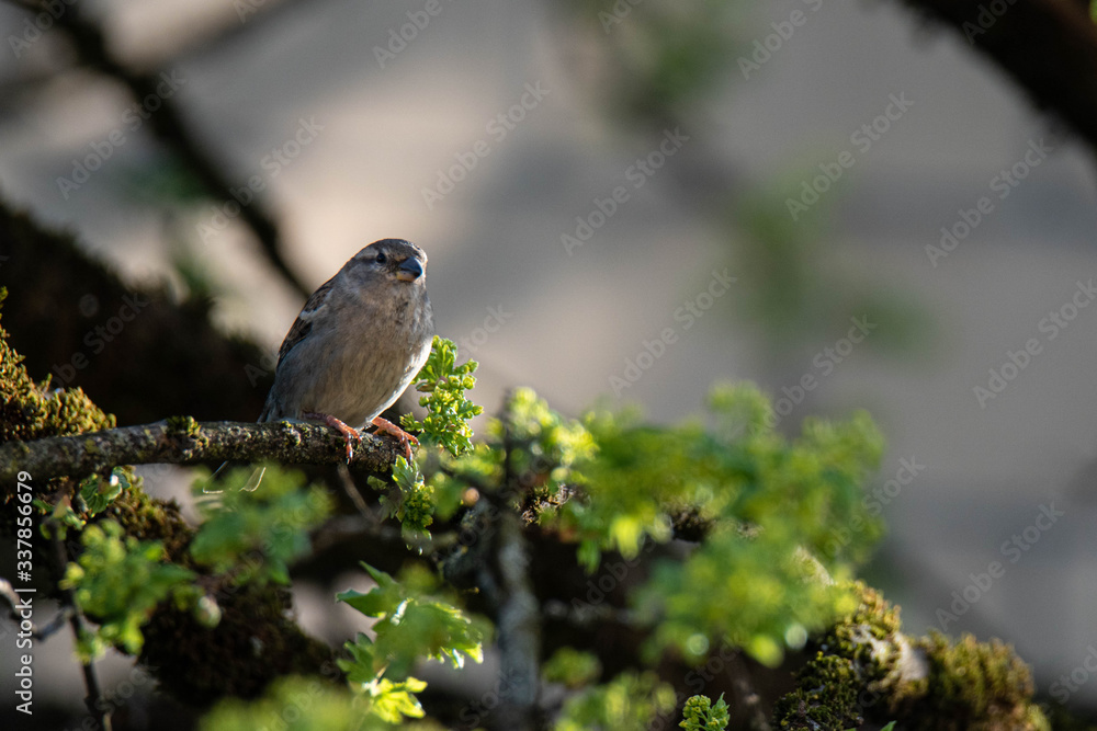 Obraz premium House sparrow (Passer Domesticus) on a montpellier maple (Acer monspessulanum), Frastanz, Vorarlberg, Austria