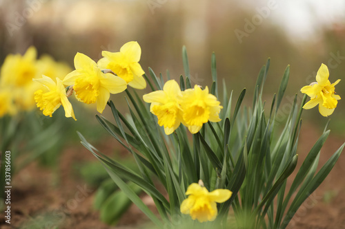 Beautiful blooming daffodils outdoors on spring day