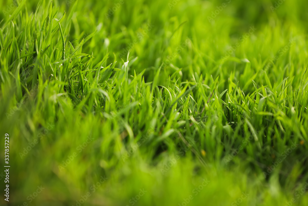 Beautiful green grass outdoors on spring day, closeup view Beautiful green grass outdoors on spring day, closeup view