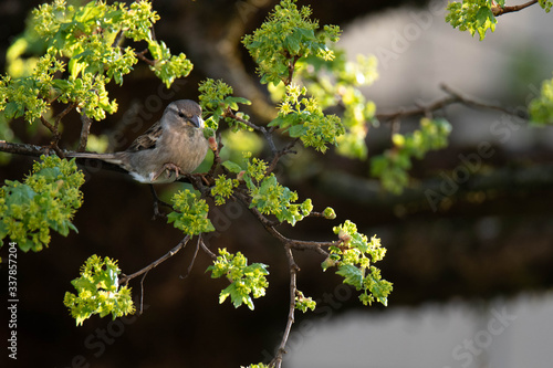 House sparrow (Passer Domesticus) on a montpellier maple (Acer monspessulanum), Frastanz, Vorarlberg, Austria photo