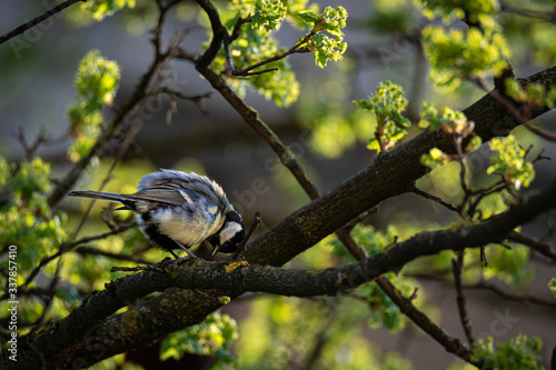 Great tit (Parus Major) on a montpellier maple (Acer monspessulanum), Frastanz, Vorarlberg, Austria photo