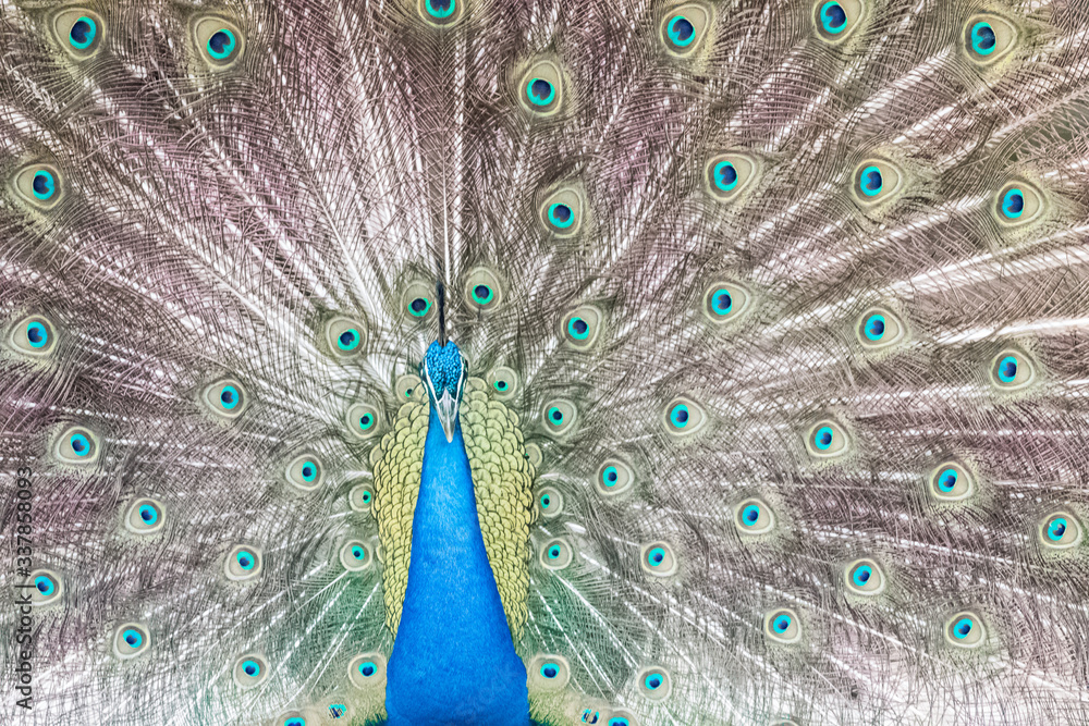 Obraz premium peacock with its magnificent tail opened wide