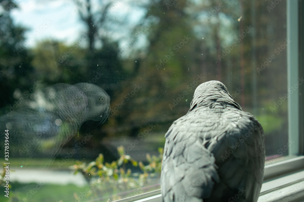 Fototapeta premium An African Gray Parrot Looking Out the Window at her Reflection