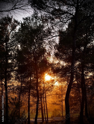 sunset in the forest