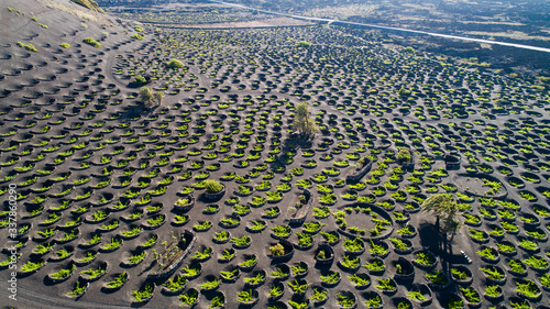 vineyard in la geria, lanzarote