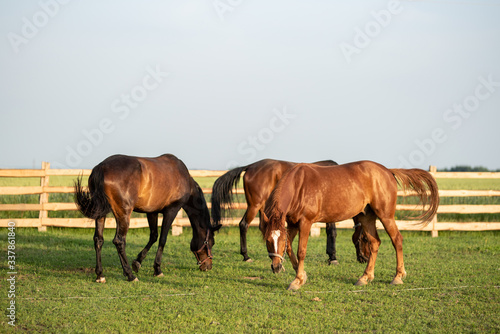 Horses graze in the paddock photo