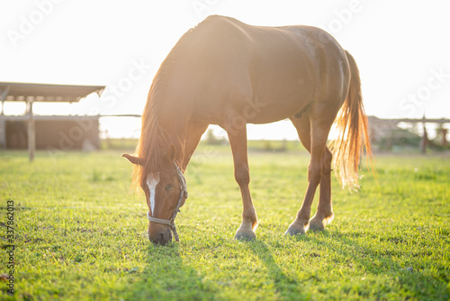 Horse grazing is green pasture. photo