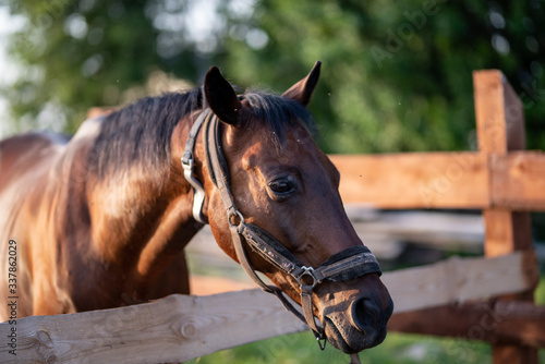 Horse grazing is green pasture. photo