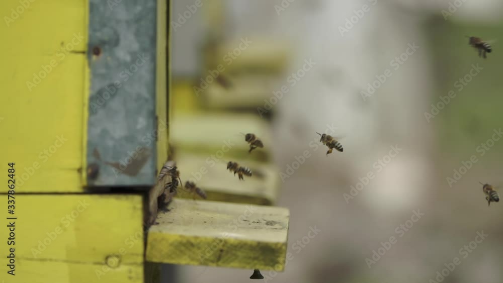 Honey bees flying into wooden beehives Honey bees flying into wooden beehives