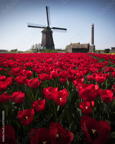 Red tulip fields and a windmill in the Netherlands