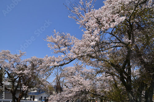 Wallpaper Mural サクラ Torontodigital.ca