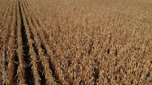 Aerial View: a field with gold corn. Top View.