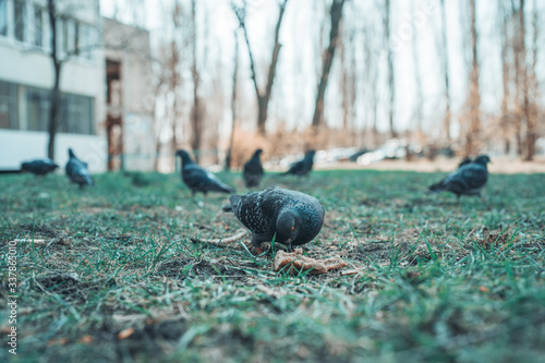 Flock of pigeons walking on grass in daytime.