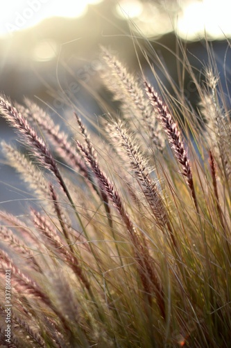 Wheat