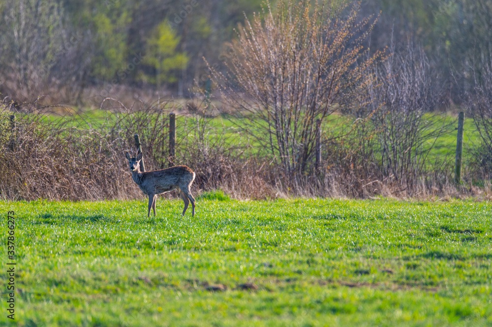 Deer are looking for food on a field in northern Germany Deer are looking for food on a field in northern Germany