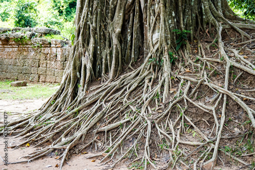 overgrown tropical tree roots, aerial roots 