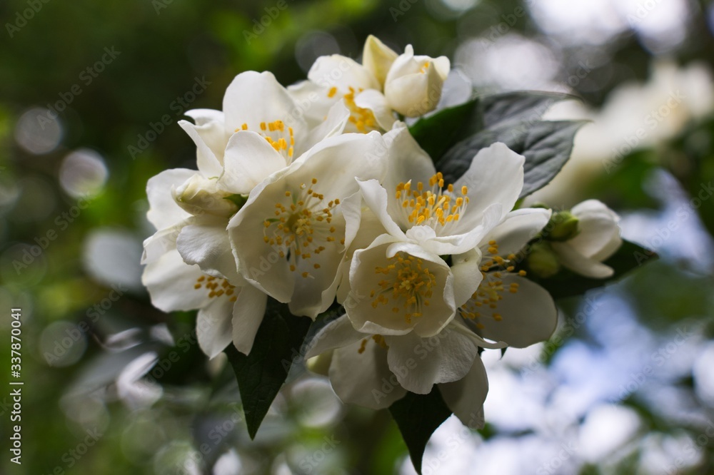 white flower, macro of a white flower, beautiful flower white flower, macro of a white flower, beautiful flower