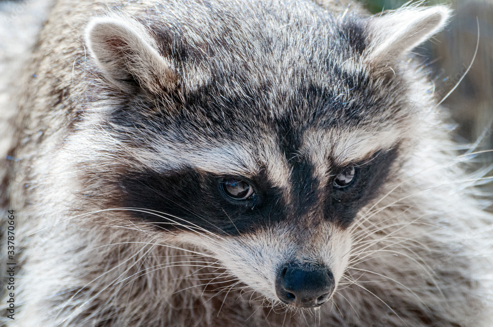 Plakat Raccoon Close-up Procyon lotor