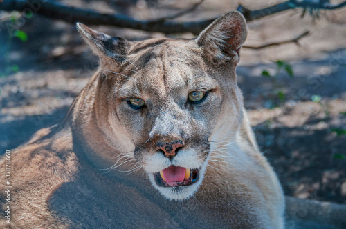 Cougar Close-up