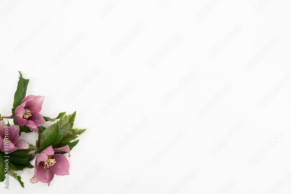 Fresh hellebore flower flat lay feminine background with copy space Fresh hellebore flower flat lay feminine background with copy space