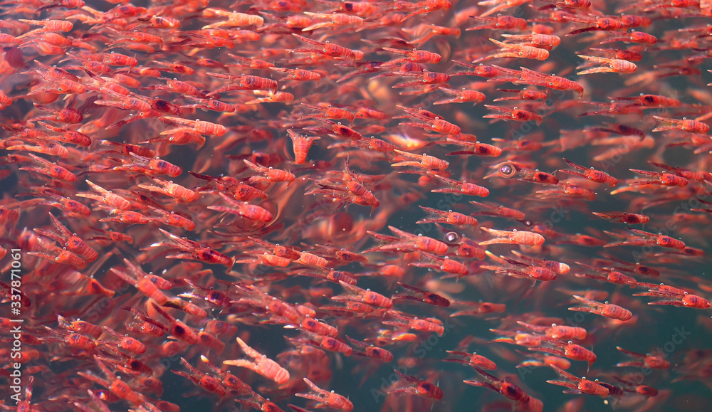 Aquatic animals creature mess group of many small red lobster krill swarm live in sea water Aquatic animals creature mess group of many small red lobster krill swarm live in sea water