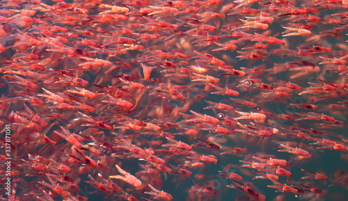 Tableau sur toile Aquatic animals creature mess group of many small red lobster krill swarm live i