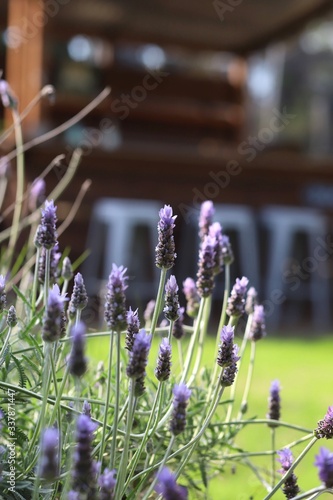 Lavender Garden

