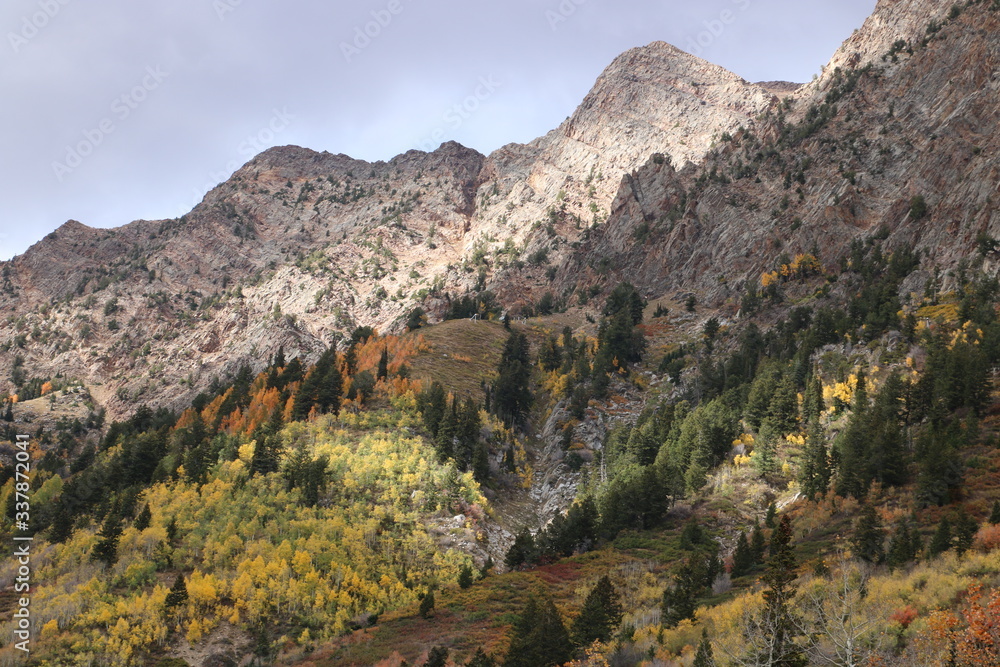 Aspens shine yellow along with evergreen pines in the mountainside