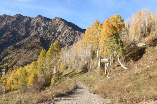 Aspens in Fall in the Wasatch Mountains