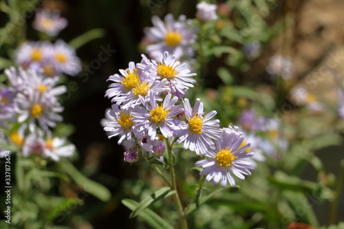 Large Montane Fleabane blooms in the Wasatch Mountains in July