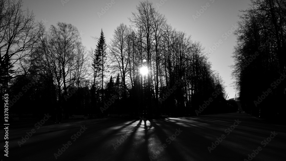 Black and white photo of silhouettes of bare trees in a park on a background of the sun