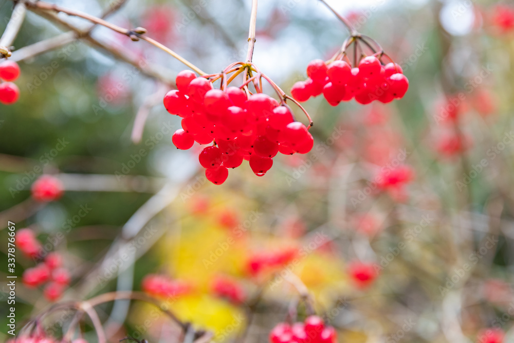 Branches with berries of a red mountain ash, yellow foliage, bright colors, blurred background, cloudy weather