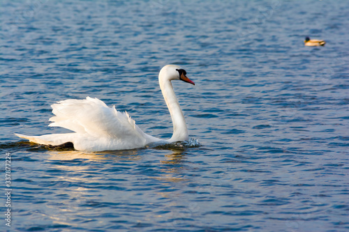 One white swan on blue water with small waves. Wildlife Background